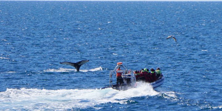 Iceland Whale Watching Review: Sea Trips Amelia Rose