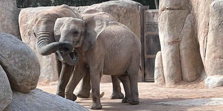 Valencia Zoo (Bioparc Valencia)