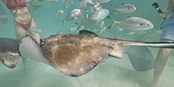 Stingray City, Antigua: P&O Stingray Sensation Excursion to Stingray City Review