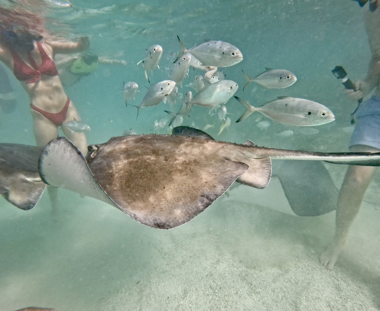 P&O Stingray Sensation Excursion at Stingray City Antigua - Review ...