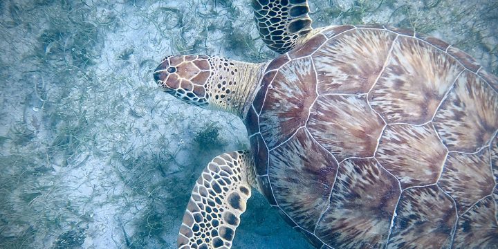 Antigua Snorkelling Excursion with Bernie’s Snorkelling Antigua WI, Galleon Beach